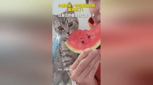 眼神吃瓜,揭秘吃瓜群众的内心世界