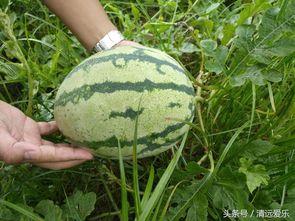 吃瓜群众翠绿,揭秘娱乐圈那些事儿