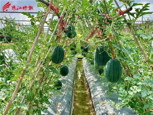 吃瓜群众翠绿,揭秘娱乐圈那些事儿