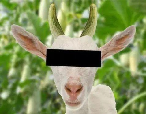 吃瓜老羊,揭秘娱乐圈那些不为人知的幕后故事