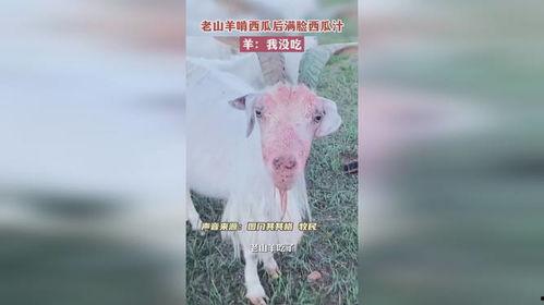吃瓜老羊,揭秘娱乐圈那些不为人知的幕后故事