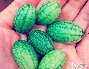 吃白皮小瓜,白皮小瓜的美味诱惑