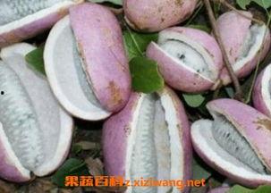 吃牛肉可以吃八月瓜,营养互补的美食探索