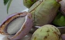 吃牛肉可以吃八月瓜,营养互补的美食探索