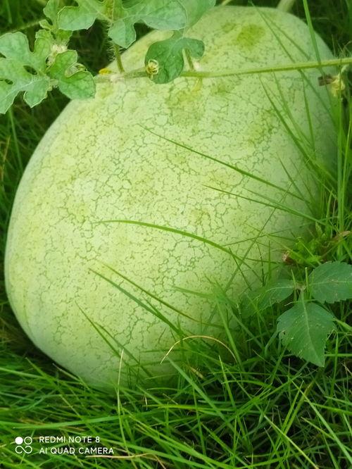 吃瓜的核,一场味蕾与历史的邂逅