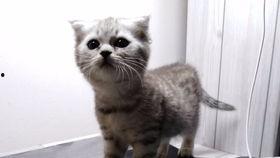 吃瓜机器喵,揭秘娱乐圈幕后那些事儿