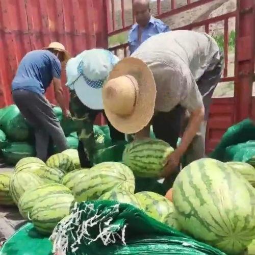 甘肃吃瓜在线,探寻甘肃美食的独特魅力