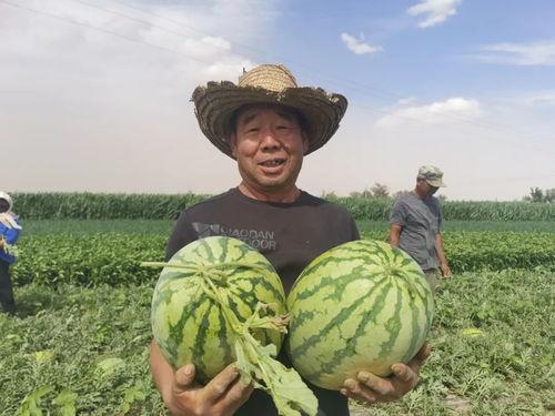 甘肃吃瓜在线,探寻甘肃美食的独特魅力