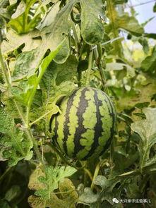 吃瓜头像亲子,吃瓜头像背后的温馨故事