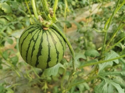 常德红瓜怎么吃,多味食法，尽享田园美味