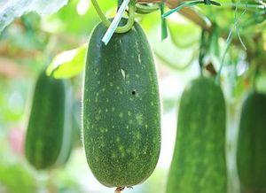 越吃越有的瓜,揭秘瓜类美食的神奇魅力