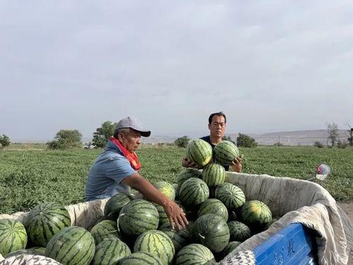 去华县吃瓜,探寻去华县品尝地道瓜果的甜蜜之旅