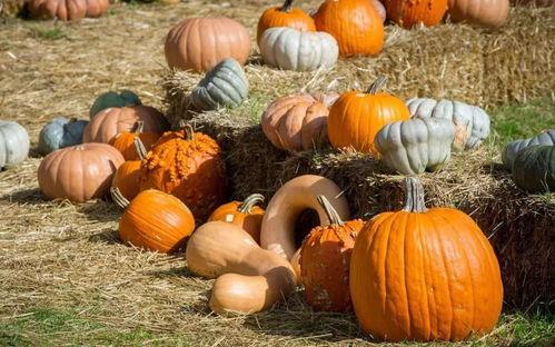 去华县吃瓜,探寻去华县品尝地道瓜果的甜蜜之旅