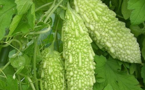 肠炎可以吃凉瓜吗,肠炎患者适宜食用凉瓜的探讨