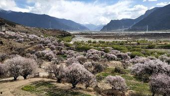 林芝吃瓜,品味西藏田园风光