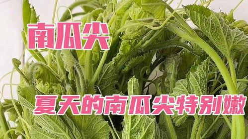 怀孕吃嫩瓜尖,嫩瓜尖的营养价值与食用指南