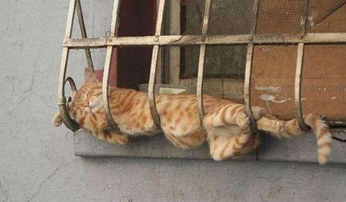 吃瓜睡姿,揭秘吃瓜族独特睡姿背后的秘密