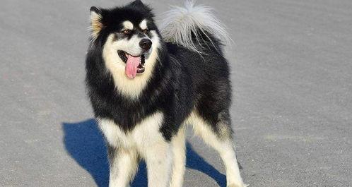 小狗去偷瓜吃,一场欢乐的田园冒险