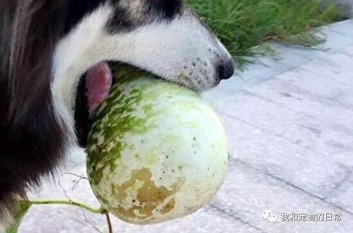 小狗去偷瓜吃,一场欢乐的田园冒险