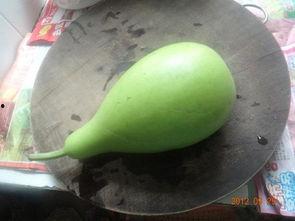 老的葫芦瓜咋吃