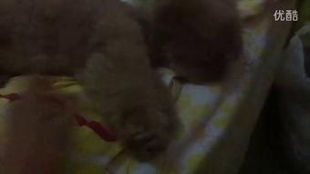 贵州吃小瓜视频,舌尖上的乡愁与风情