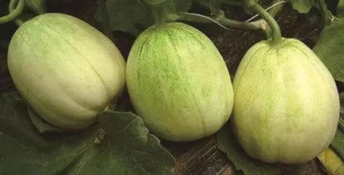 韩城西塬吃瓜,瓜果飘香，品味田园生活