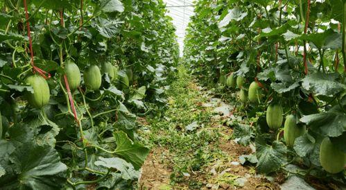 摘吃哈密瓜视频,视频带你领略新疆瓜果的魅力