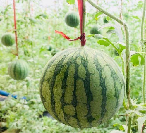 群众吃瓜的趣事,群众吃瓜的那些趣事