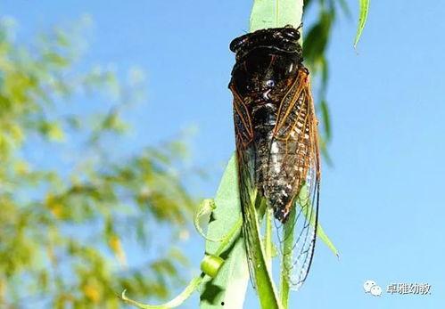 蜜袋瓜吃蝉,夏日里的甜蜜邂逅