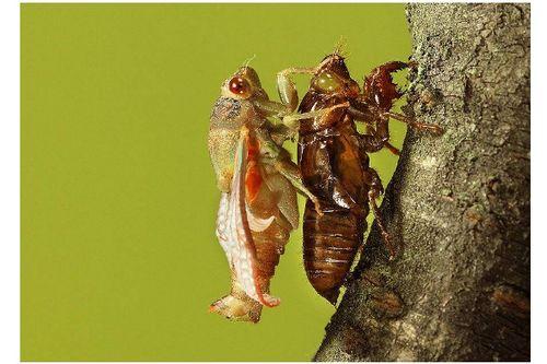 蜜袋瓜吃蝉,夏日里的甜蜜邂逅