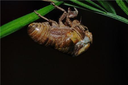 蜜袋瓜吃蝉,夏日里的甜蜜邂逅