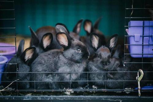 兔子吃瓜吃死了,揭示动物饮食安全的重要性