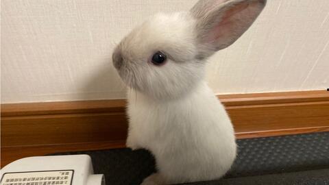 兔子吃瓜吃死了,揭示动物饮食安全的重要性