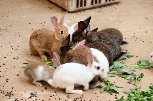 兔子吃瓜吃死了,揭示动物饮食安全的重要性