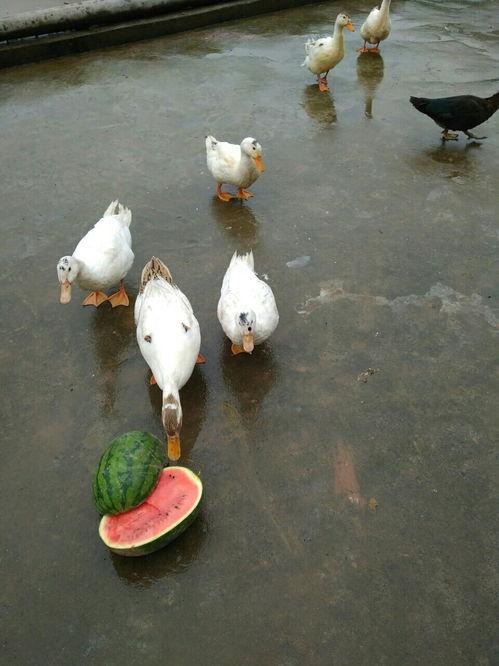 吃瓜鸭狗头,揭秘娱乐圈的欢乐与争议