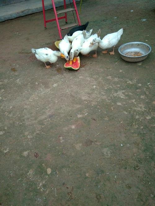 吃瓜鸭狗头,揭秘娱乐圈的欢乐与争议