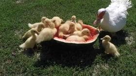 吃瓜鸭狗头,揭秘娱乐圈的欢乐与争议