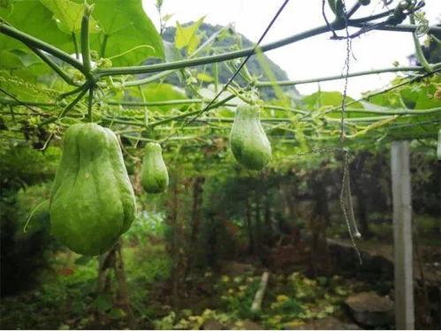 吃拂手瓜的禁忌,食用禁忌需留心