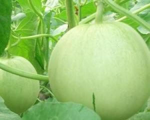 绿瓜条纹可以吃吗,能否安全食用揭秘