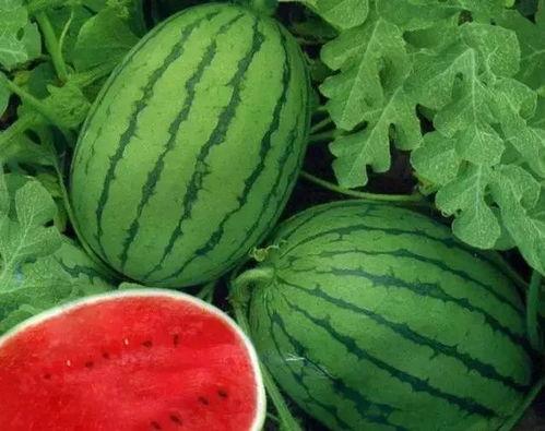 绿瓜条纹可以吃吗,能否安全食用揭秘