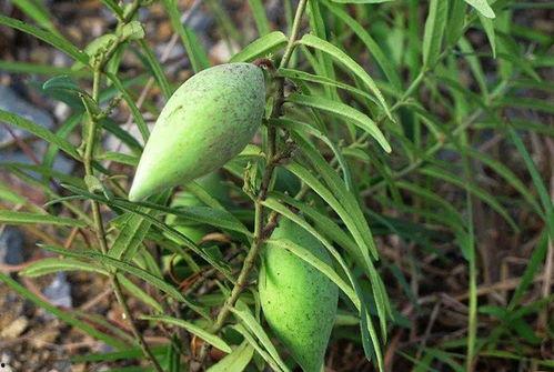 吃瓜了吗初级版,吃瓜了吗？揭秘娱乐圈最新热点事件