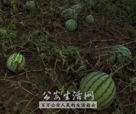 盗笔吃瓜,揭秘盗墓笔记背后的神秘世界