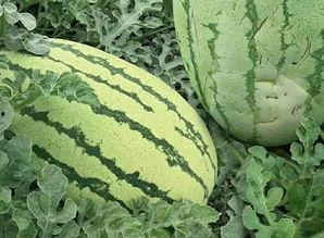 怎么吃瓜的,揭秘如何轻松吃瓜，畅享夏日清凉