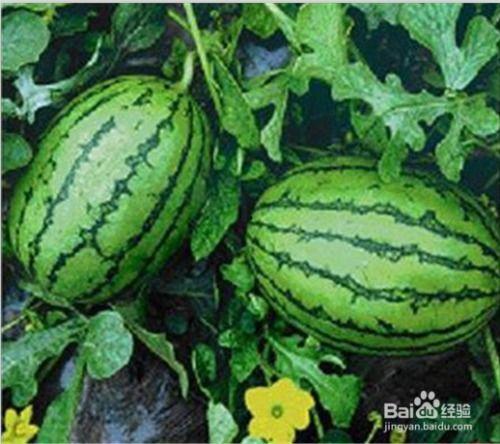 怎么吃瓜的,揭秘如何轻松吃瓜，畅享夏日清凉