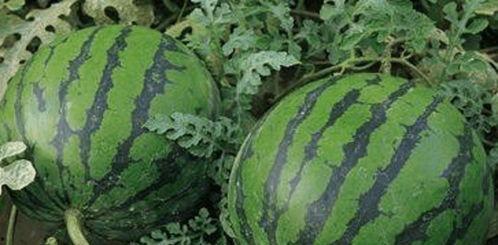 怎么吃瓜的,揭秘如何轻松吃瓜，畅享夏日清凉