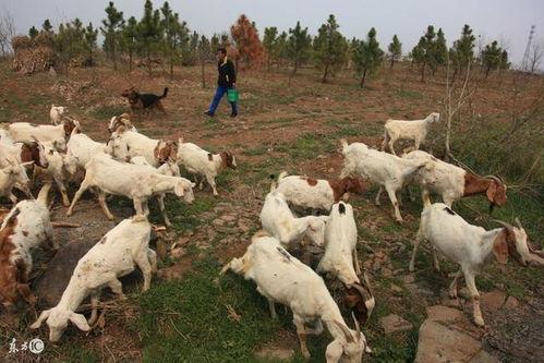养一羊吃瓜,田园牧歌中的趣味生活