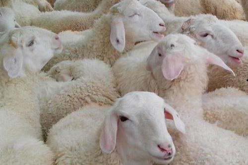 养一羊吃瓜,田园牧歌中的趣味生活